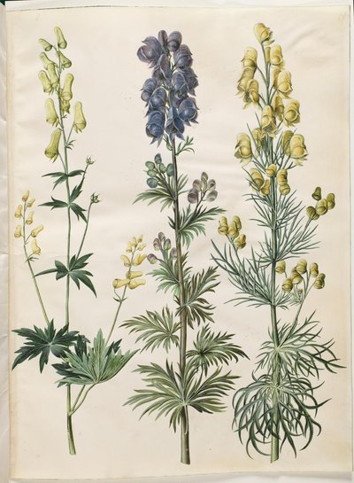 Aconitum lycoctonum (nordisk stormhat); Aconite napellus (Ægte stormhat); Aconite anthora (finbladet stormhat) alkotó: Hans Simon Holtzbecker