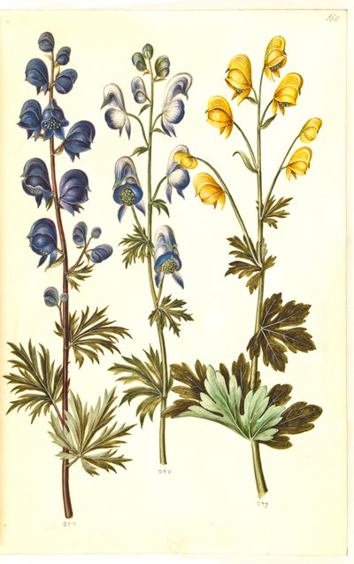 Aconite napellus (?) (Ægte stormhat); Akonit tarka, evt. Aconitum ×cammarum (?) (broget stormhat, evt. have-stormhat); Aconite anthora (finbladet stormhat) alkotó: Hans Simon Holtzbecker