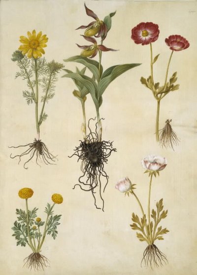 Vernal Adonis (vår-adonis); Cypripedium calceolus (stor fruesko); ázsiai ranunculus (have-ranunkel); Boglárka (art af ranunkel) alkotó: Hans Simon Holtzbecker