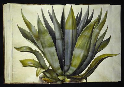Agave americana (közönséges agavé) alkotó: Hans Simon Holtzbecker