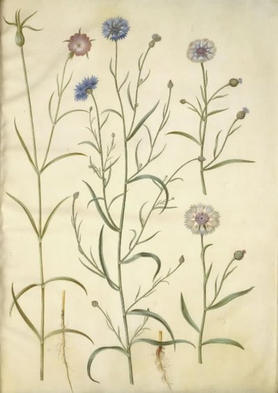 Agrostemma githago (közönséges kőzet); Centaurea cyanus (búzavirág) alkotó: Hans Simon Holtzbecker