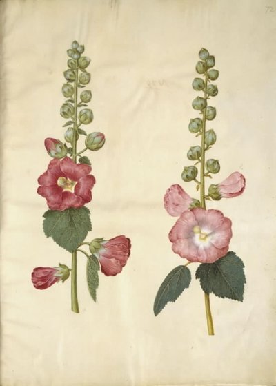 Alcea rosea (have-stokrose) alkotó: Hans Simon Holtzbecker