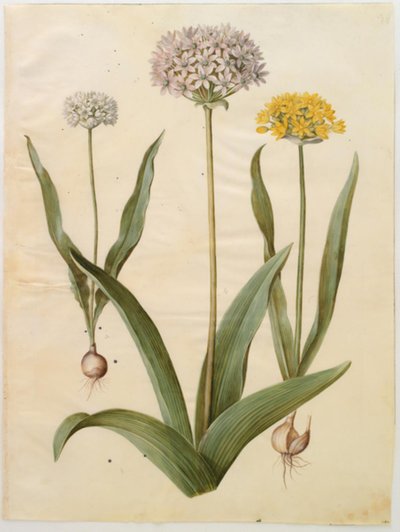 Allium moly (aranyhagyma); Allium nigrum (fekete hagyma) alkotó: Hans Simon Holtzbecker