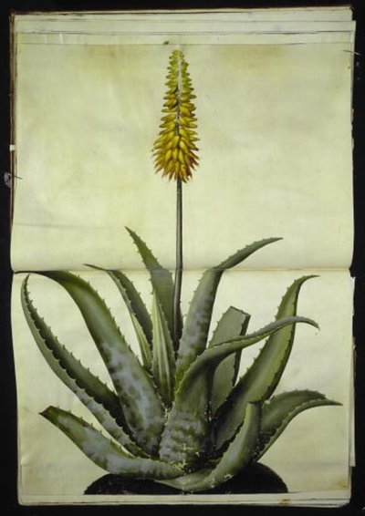 Aloe vera (orvosi aloe) alkotó: Hans Simon Holtzbecker