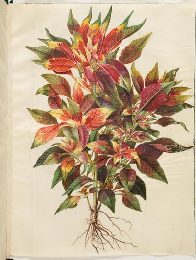 Amaranthus tricolor (papagáj amaránt) alkotó: Hans Simon Holtzbecker
