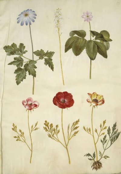 Anemone apennina (Apennines kökörcsin); Tiarella cordifolia (közönséges habvirág); Anemone trifolia (hármas kökörcsin); Ranunculus asiaticus (kerti boglárka) alkotó: Hans Simon Holtzbecker