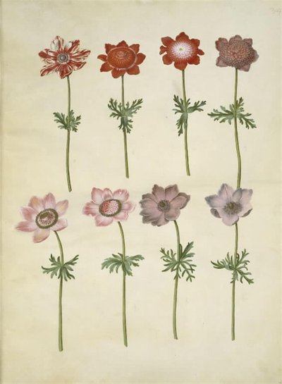 Anemone coronaria (fransk anemone) alkotó: Hans Simon Holtzbecker