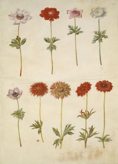 Anemone coronaria (francia kökörcsin); Anemone ×fulgens (fényes kökörcsin) alkotó: Hans Simon Holtzbecker
