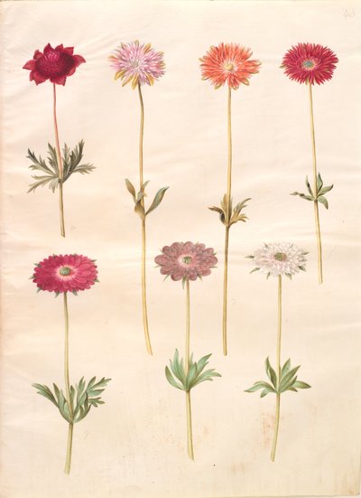 Anemone coronaria (francia kökörcsin); Anemone ×fulgens (fényes kökörcsin) alkotó: Hans Simon Holtzbecker