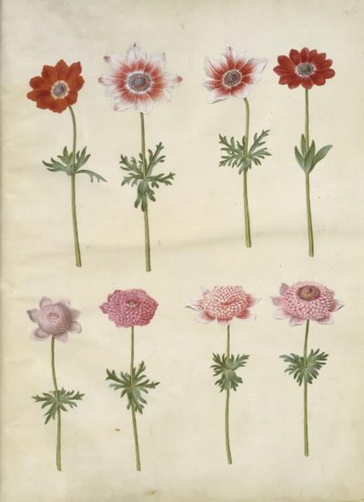 Anemone coronaria L. (francia kökörcsin); Anemone pavonina (páva kökörcsin) alkotó: Hans Simon Holtzbecker
