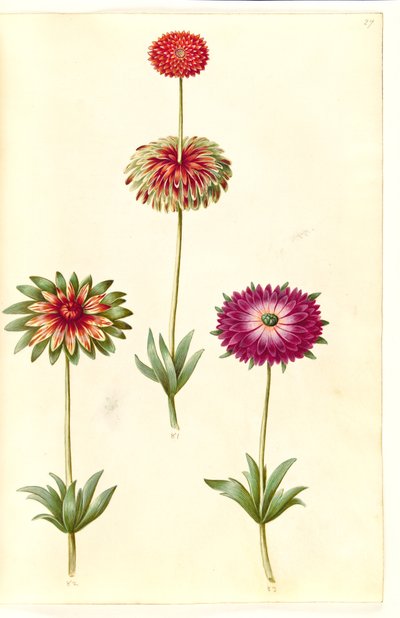 Anemone ×fulgens (fényes kökörcsin) alkotó: Hans Simon Holtzbecker