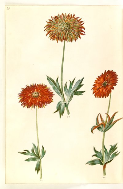 Anemone ×fulgens (fényes kökörcsin) alkotó: Hans Simon Holtzbecker