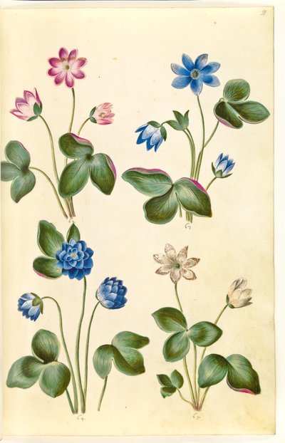 Anemone hepatica (kék kökörcsin) alkotó: Hans Simon Holtzbecker