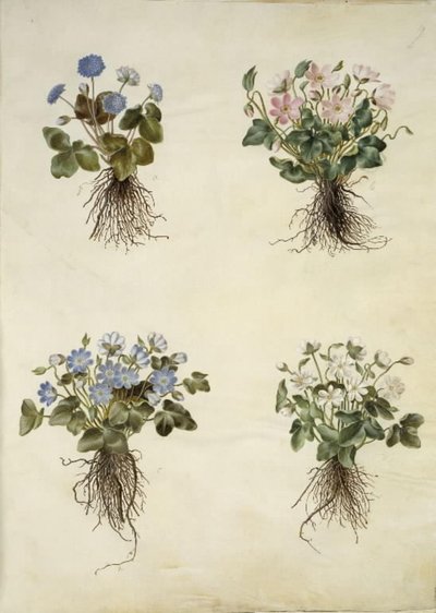 Anemone hepatica (kék kökörcsin) alkotó: Hans Simon Holtzbecker