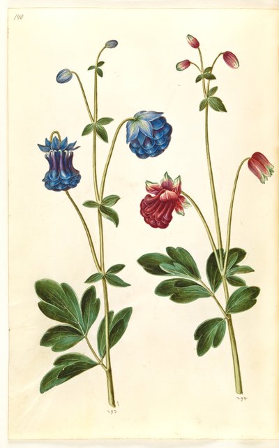 Aquilegia vulgaris (közönséges columbine) alkotó: Hans Simon Holtzbecker