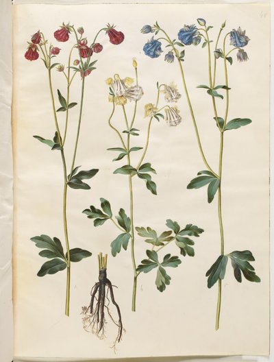 Aquilegia vulgaris (közönséges columbine) alkotó: Hans Simon Holtzbecker