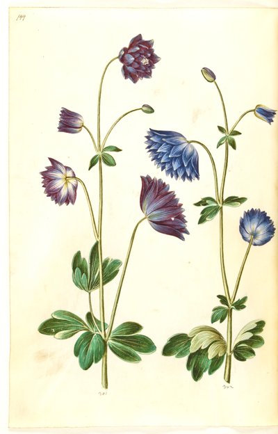 Aquilegia vulgaris (közönséges columbine) alkotó: Hans Simon Holtzbecker