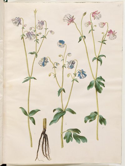 Aquilegia vulgaris (közönséges columbine) alkotó: Hans Simon Holtzbecker
