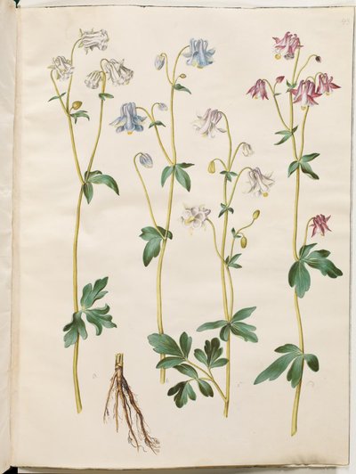 Aquilegia vulgaris (közönséges columbine) alkotó: Hans Simon Holtzbecker