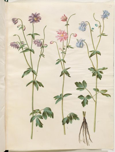 Aquilegia vulgaris (közönséges columbine) alkotó: Hans Simon Holtzbecker