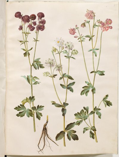 Aquilegia vulgaris (közönséges columbine) alkotó: Hans Simon Holtzbecker