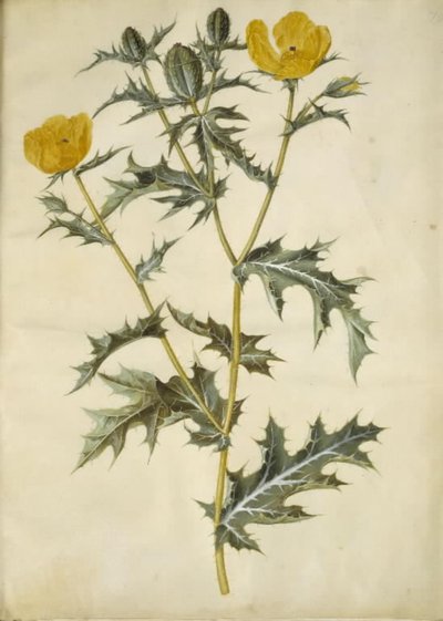 Argemone mexicana (mexikói tüskés mák) alkotó: Hans Simon Holtzbecker