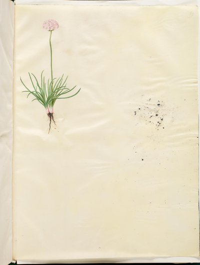 Armeria maritima (közönséges angol fű) alkotó: Hans Simon Holtzbecker