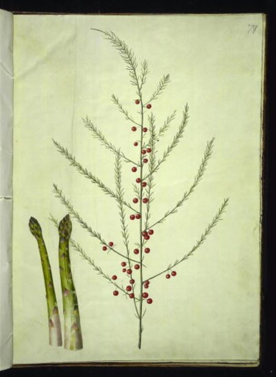 Asparagus officinalis (közönséges spárga) alkotó: Hans Simon Holtzbecker