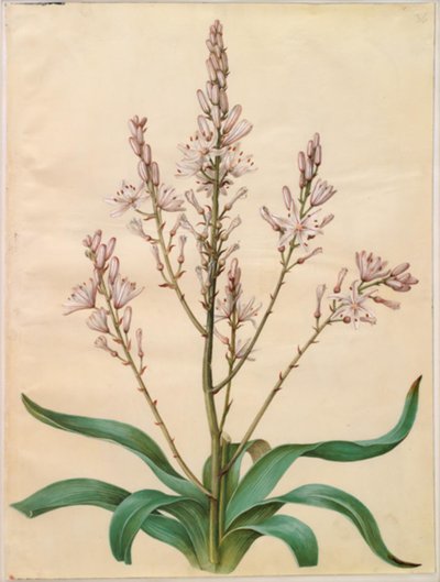 Asphodel ramosus (zöld nárcisz) alkotó: Hans Simon Holtzbecker