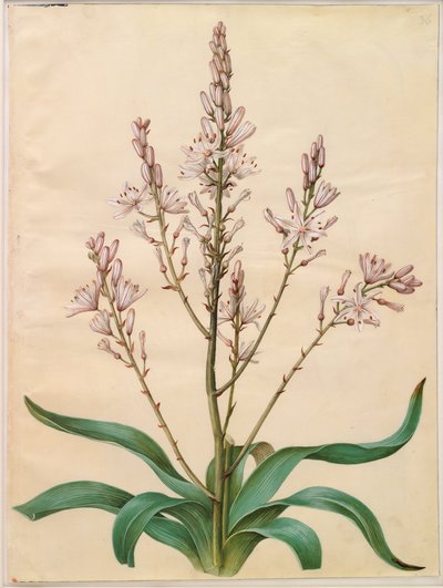 Asphodelus ramosus alkotó: Hans Simon Holtzbecker