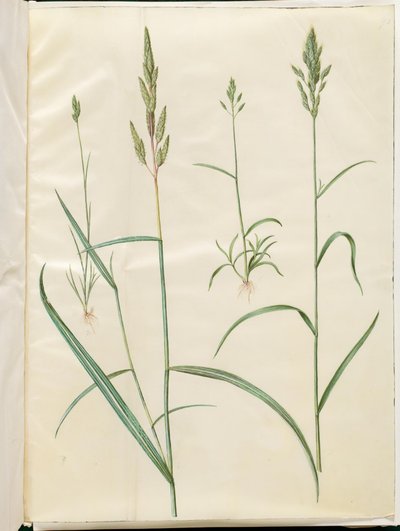 Bromus árpa (blød hejre); Phalaris arundinacea alkotó: Hans Simon Holtzbecker