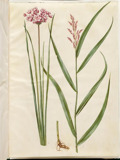 Butomus umbellatus (menyasszonyi gyertya); Phragmites australis (közönséges nád) alkotó: Hans Simon Holtzbecker