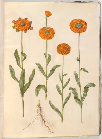 Calendula officinalis (kerti körömvirág) alkotó: Hans Simon Holtzbecker