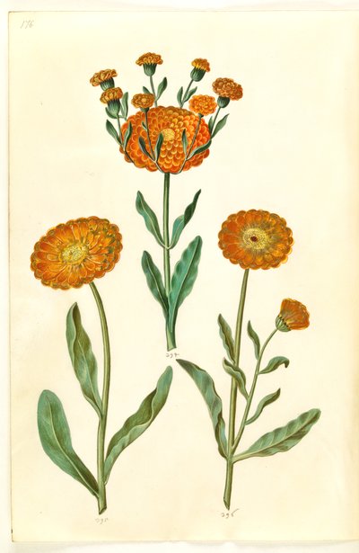 Calendula officinalis (kerti körömvirág) alkotó: Hans Simon Holtzbecker