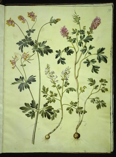 Capnoides sempervirens (harlekin); Corydalis solida (hosszú szárú pacsirta) alkotó: Hans Simon Holtzbecker