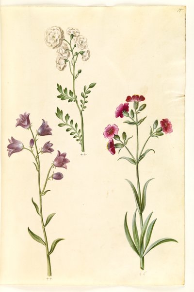 Cardamine pratensis (réti zsázsa); Campanula rotundifolia (?) (szenvedőharang); Silene vulgaris (?) (hólyagmoly) alkotó: Hans Simon Holtzbecker