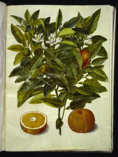 Citrus sinensis (narancs) alkotó: Hans Simon Holtzbecker