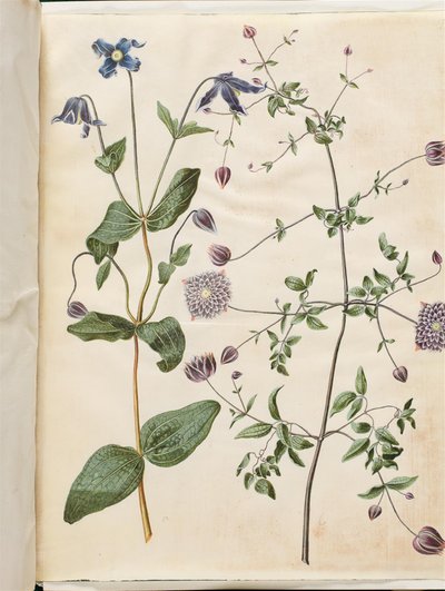 Clematis integrifolia (kék évelő klematisz); Clematis viticella (olasz kúszónövény) alkotó: Hans Simon Holtzbecker