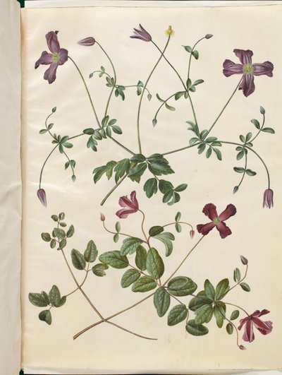 Clematis viticella (olasz skovranke) alkotó: Hans Simon Holtzbecker