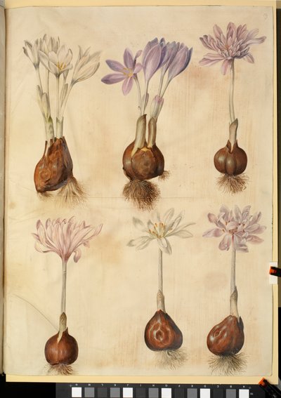 Colchicum autumnale alkotó: Hans Simon Holtzbecker