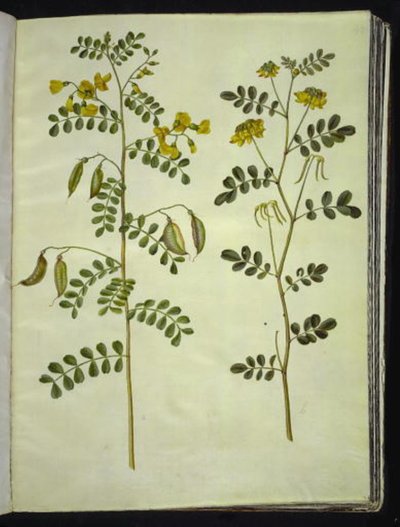 Colutea arborescens (közönséges hólyagfű); Hippocrepis emerus (bokor-patkó) alkotó: Hans Simon Holtzbecker