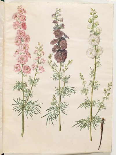 (have-ridderspore) alkotó: Hans Simon Holtzbecker