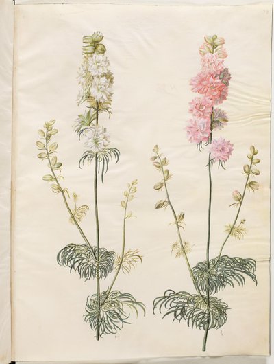 (have-ridderspore) alkotó: Hans Simon Holtzbecker