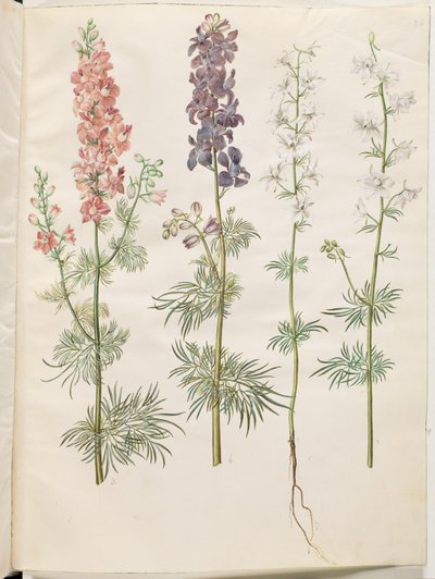 (have-ridderspore) alkotó: Hans Simon Holtzbecker