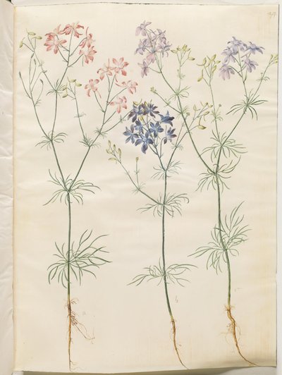 Consolida Regalis (Korn-Riedersfoor) alkotó: Hans Simon Holtzbecker