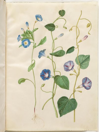 Convolvulus tricolor (leányszoknya); Ipomoea purpurea (Purple Magnolia) alkotó: Hans Simon Holtzbecker
