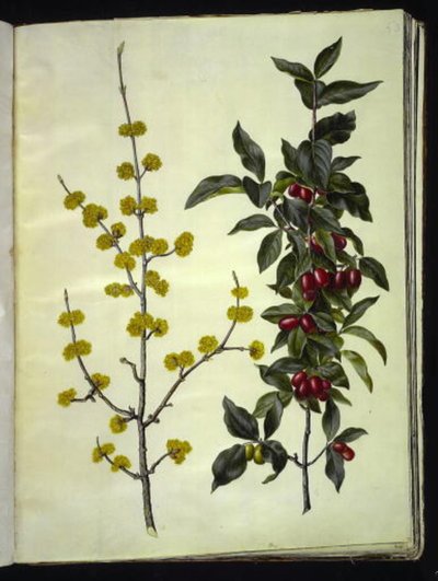 Cornus mas (cseresznye somfa) alkotó: Hans Simon Holtzbecker
