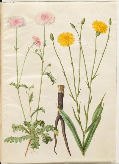 Crepis rubra (vörös sólyomcsőr); Scorzonera hispanica (kerti scorzone) alkotó: Hans Simon Holtzbecker