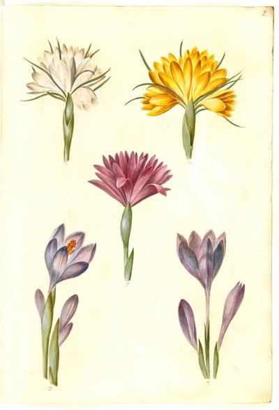 tavaszi sáfrány (vår-krokus); Crocus tightfolius (balkáni sáfrány); Bulbocodium vernum (?) (vår-lysblomst) alkotó: Hans Simon Holtzbecker