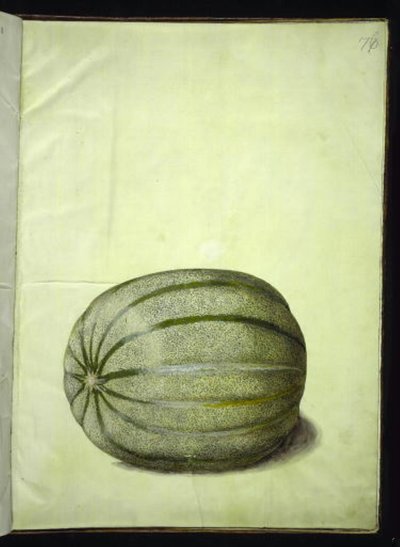 Cucumis melo (dinnye) alkotó: Hans Simon Holtzbecker